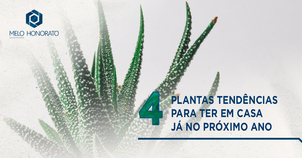 4 plantas tendências para ter em casa já no próximo ano